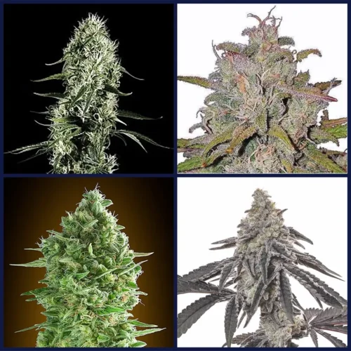 Award Winning Strains Kit Bundle