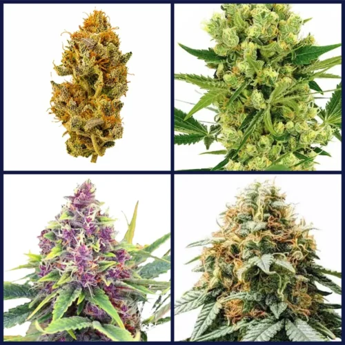 Best Selling Strains Seed Bundle