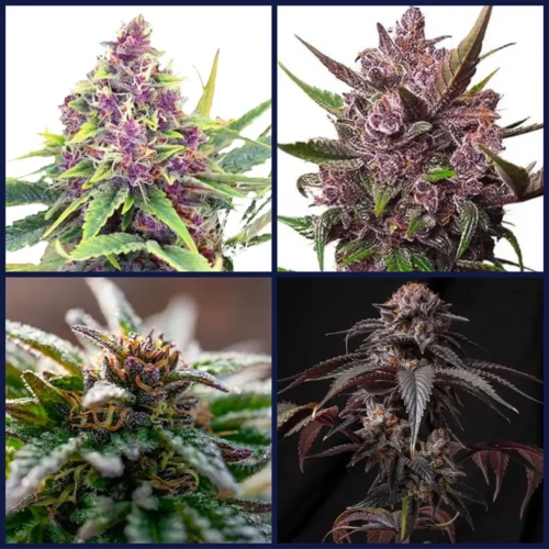 Big Berries Strains Kit Bundle