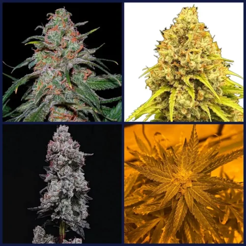 Citrus Strains Kit Bundle