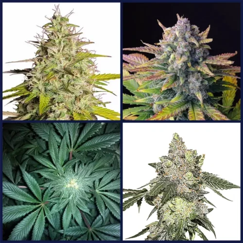 Cookie Strains Kit Bundle