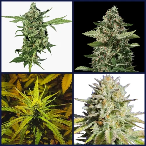 Diesel Strains Kit Bundle