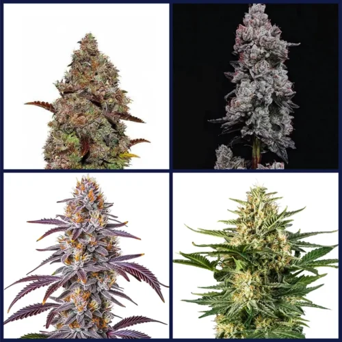Gelato Strains Kit Bundle