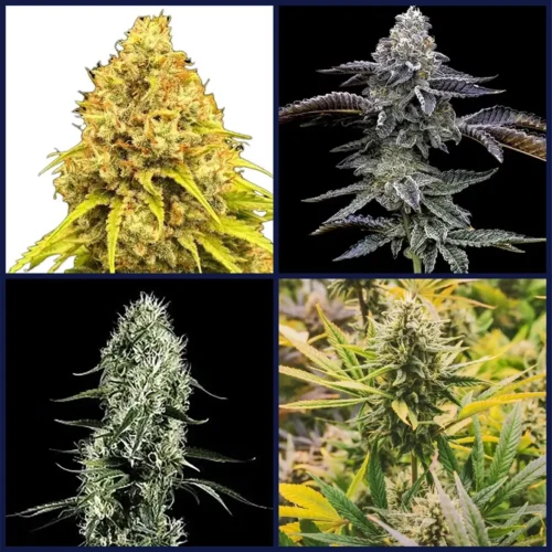 Haze Strains Kit Bundle