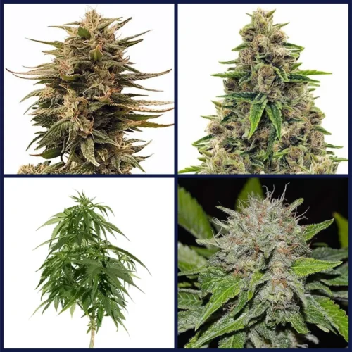 High CBD Strains Kit Bundle