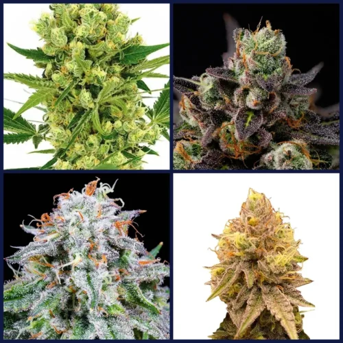 High THC Strains Kit Bundle