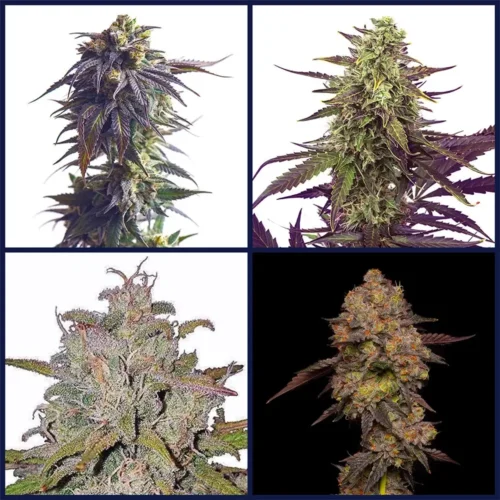 Hybrid Heros Strains Seed Bundle