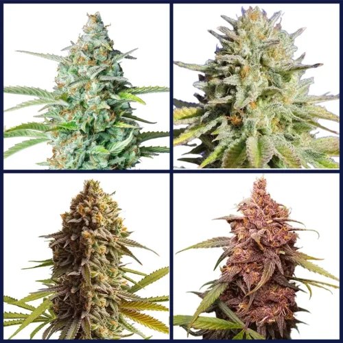 Indica Strains Kit Bundle