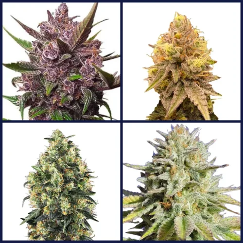 Indoor Strains Seed Bundle