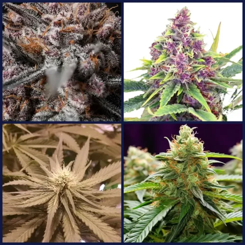 Kings of Kush Strains Kit Bundle