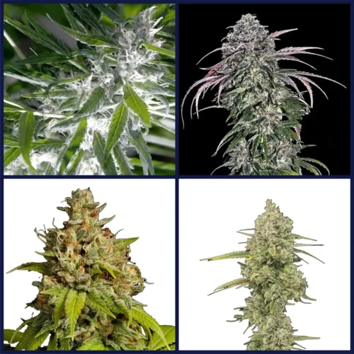 Outdoor Strains Kit Bundle