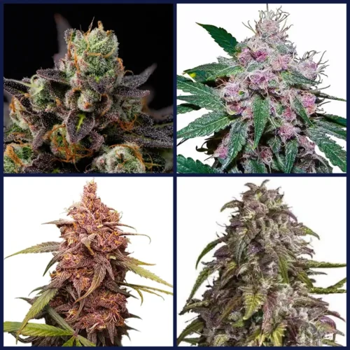Purple Strains Kit Bundle