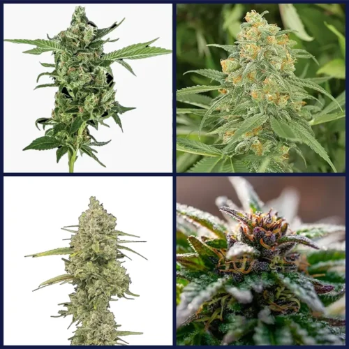 Sativa Strains Seed Bundle