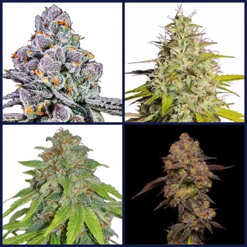 Top THCA Strains Kit Bundle