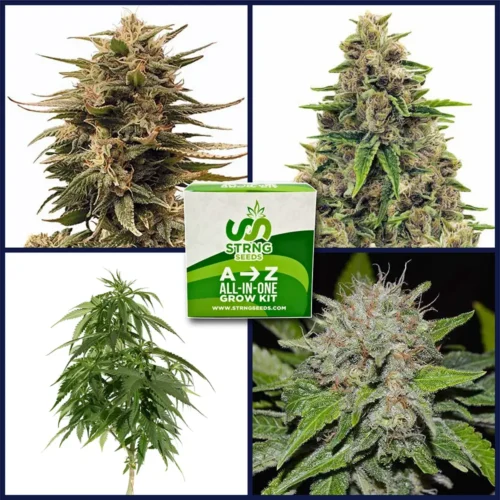 High CBD Strains Kit Bundle