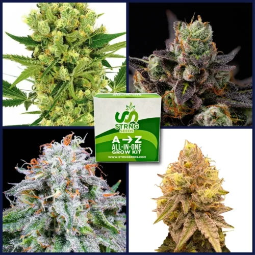 High THC Strains Kit Bundle