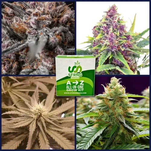 Kings of Kush Strains Kit Bundle