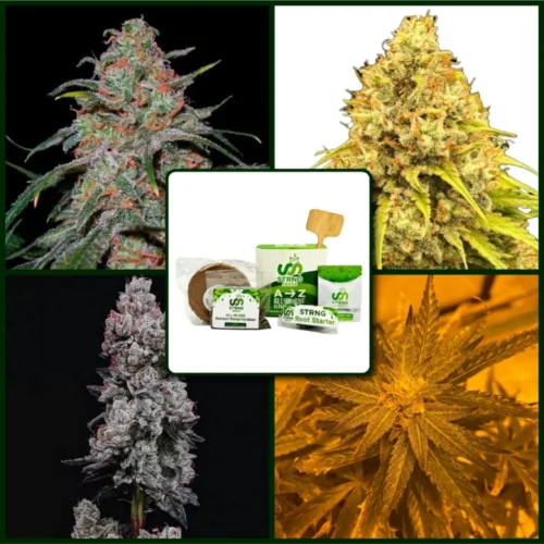 Citrus Strains Kit Bundle