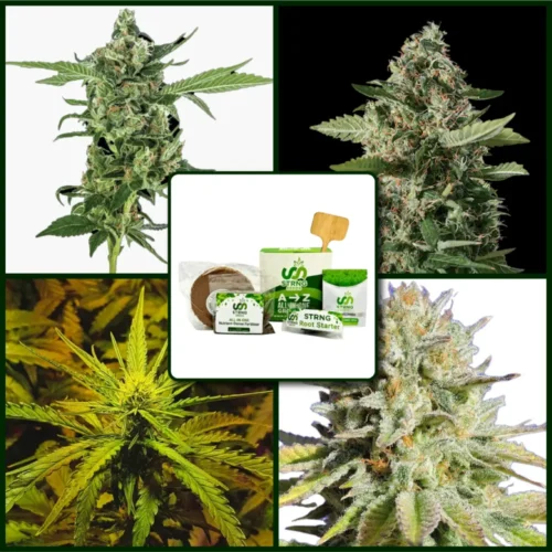 Diesel Strains Kit Bundle
