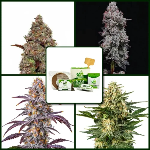 Gelato Strains Kit Bundle