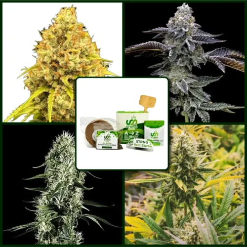 Haze Strains Kit Bundle