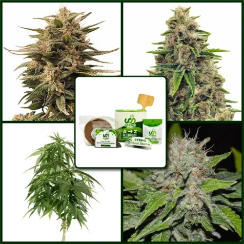 High CBD Strains Kit Bundle