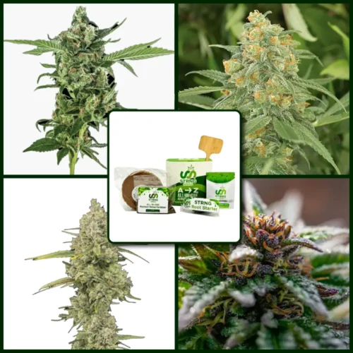 Sativa Strains Kit Bundle