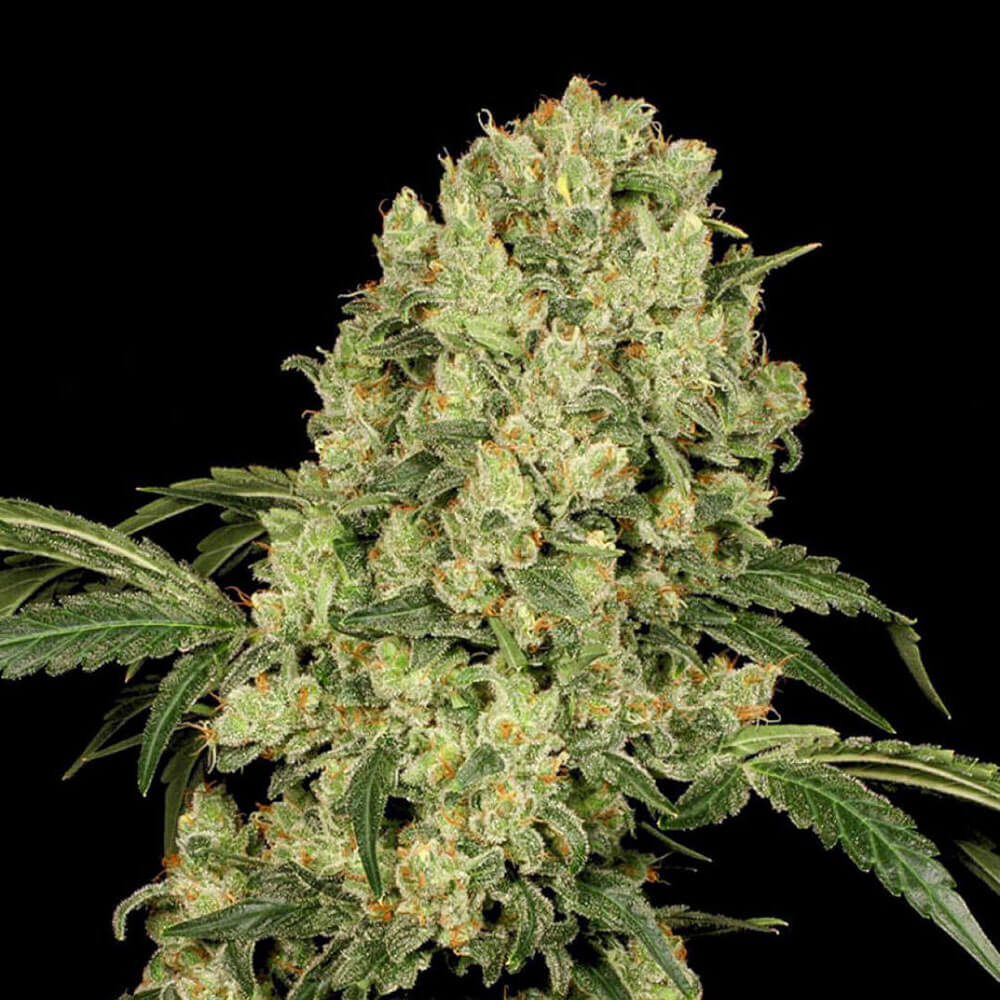 brumisateur pour plante Brumisateur Plantes