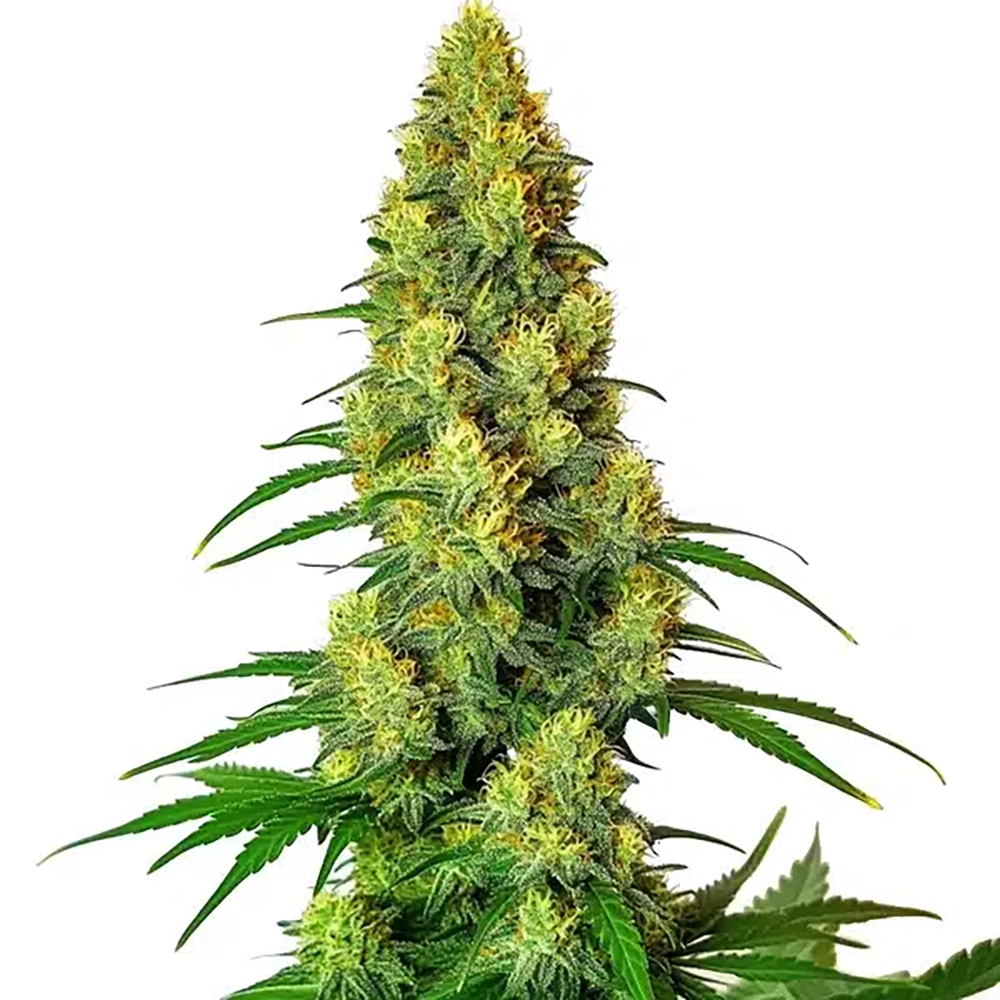 STRNG Seeds – AK-48 Auto