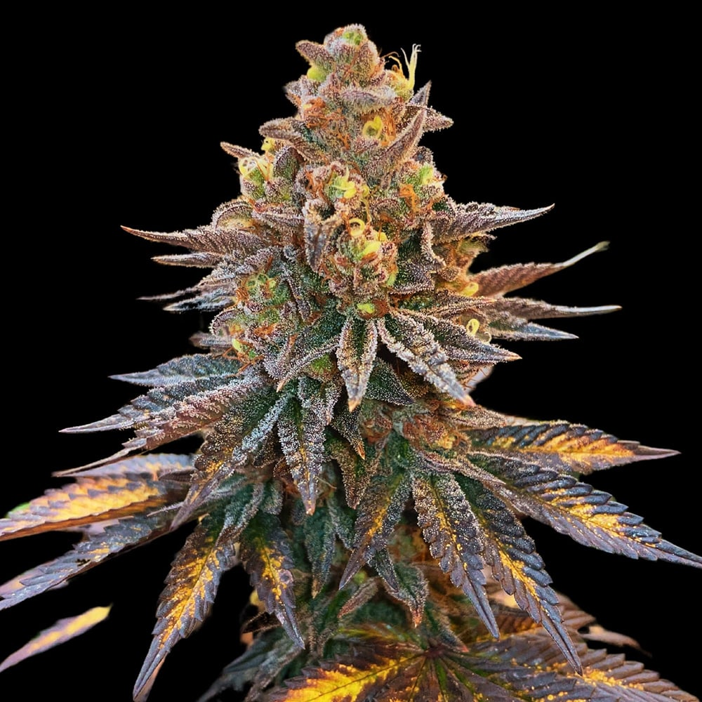 STRNG Seeds – Banana Hammock Auto