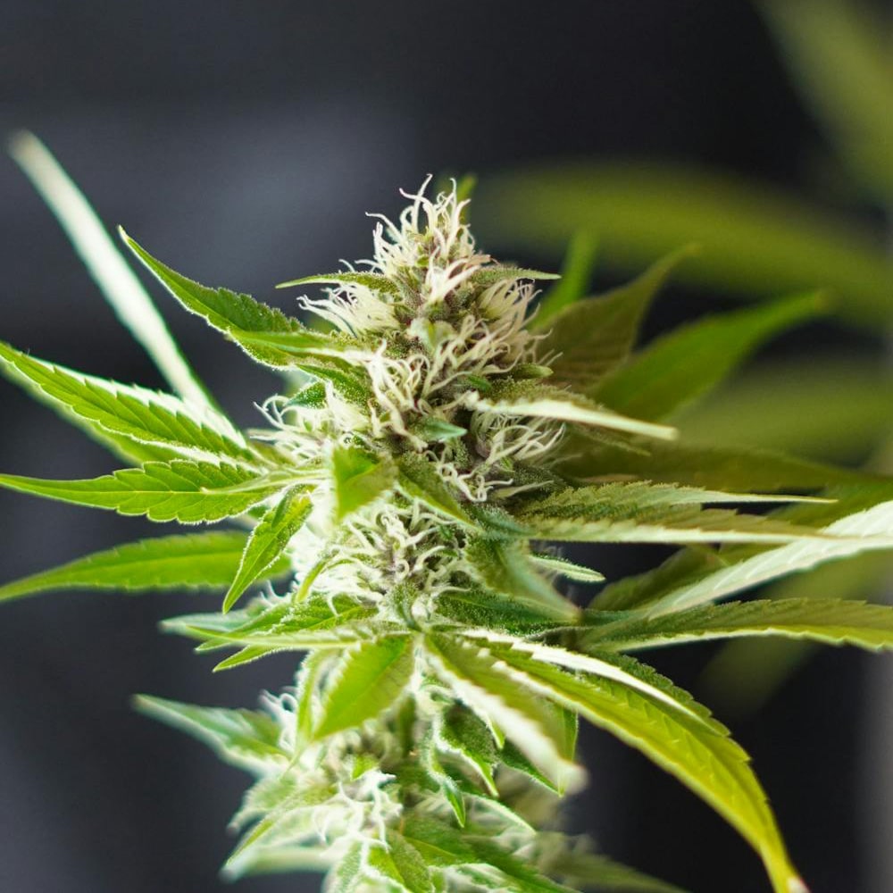 STRNG Seeds – Blue Dream x Northern Lights Auto