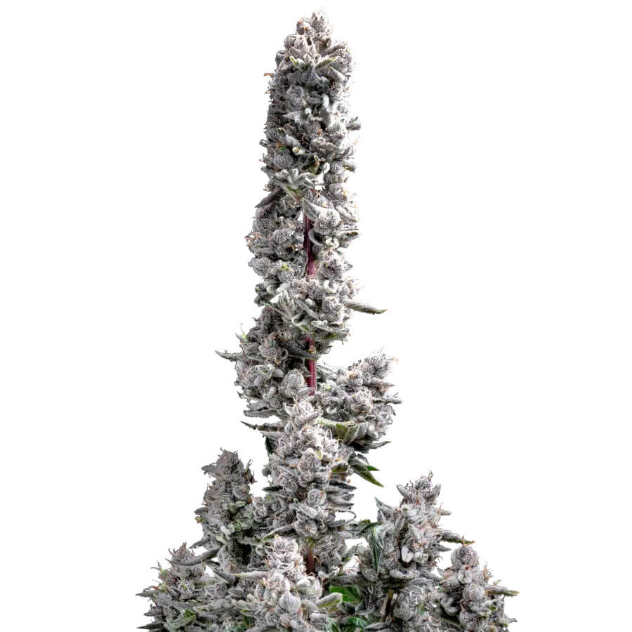 Pink Wasabi Auto - Premium Seed Bank | Best Feminized Seeds | Seed Bank USA - 100% Legal Pink Wasabi Auto - Premium Seed Bank | Best Feminized Seeds | Seed Bank USA - 100% Legal