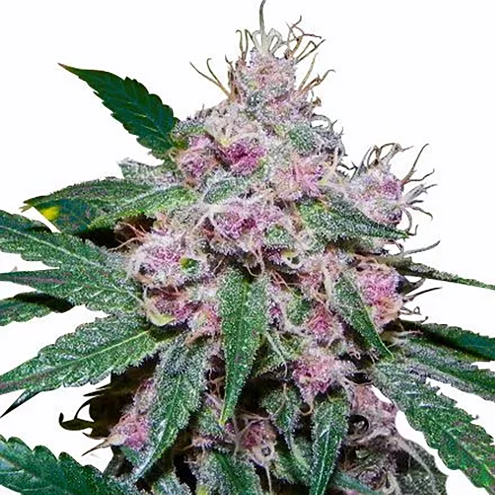 Purple Afghani Auto - Premium Seed Bank | Best Feminized Seeds | Seed Bank  USA - 100% Legal