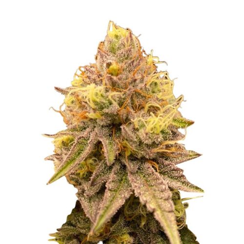 STRNG Seeds - Pineapple Express Auto