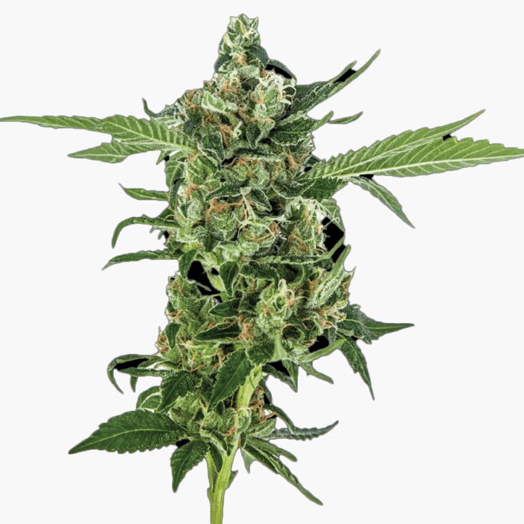 STRNG Seeds – Sour Diesel Auto
