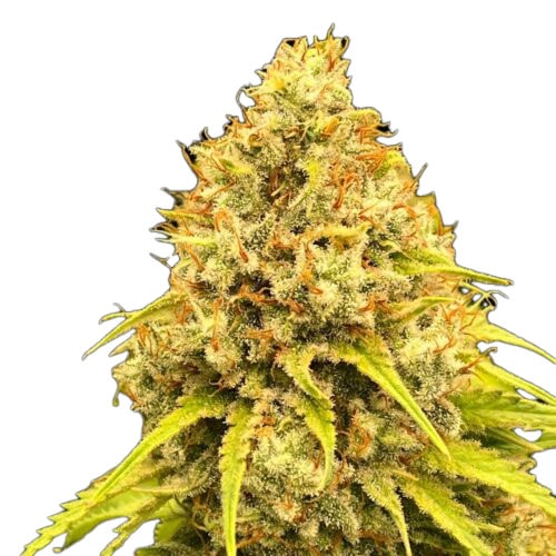 STRNG Seeds – Super Lemon Haze Auto