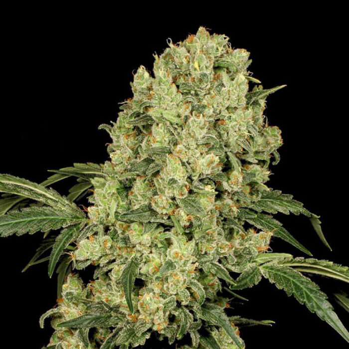 STRNG Seeds – AK 47