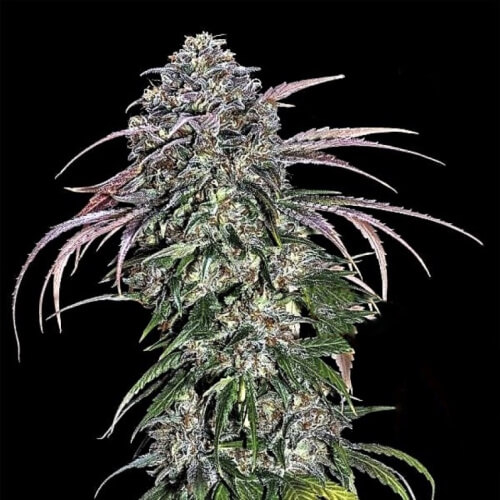 STRNG Seeds – ATF (Alaskan Thunder Fuck) Auto