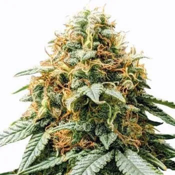 STRNG Seeds – Acapulco Gold Auto