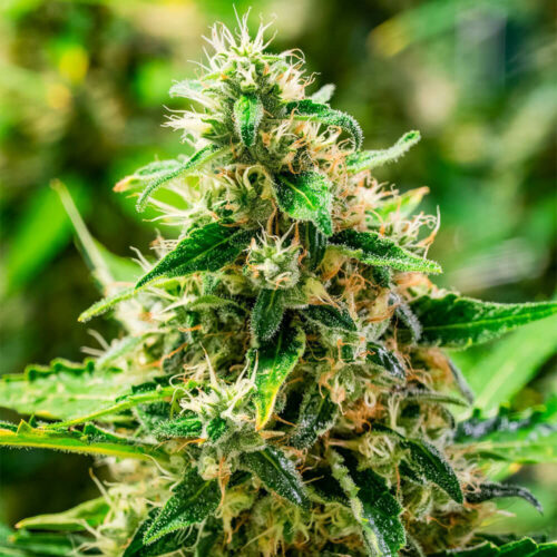 STRNG Seeds – Afghani