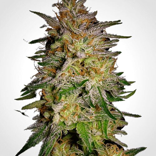 STRNG Seeds – Agent Orange