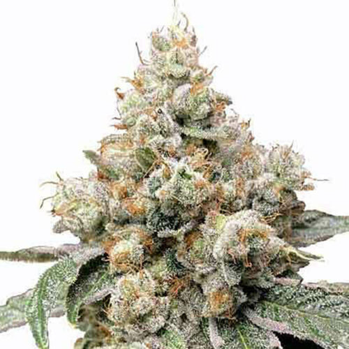 STRNG Seeds – Alien OG