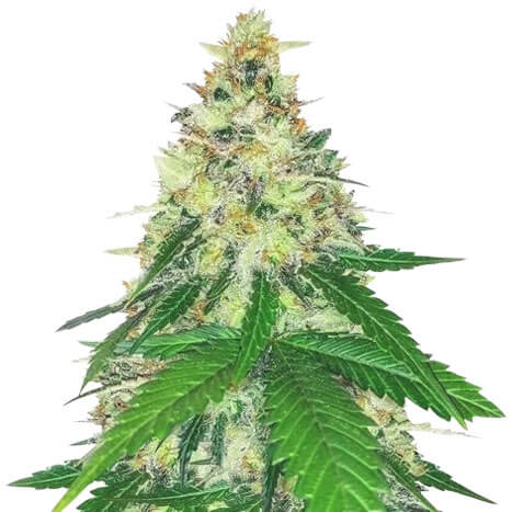 STRNG Seeds – Apple Betty Auto