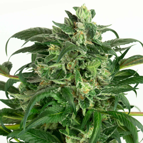 STRNG Seeds – Banana OG