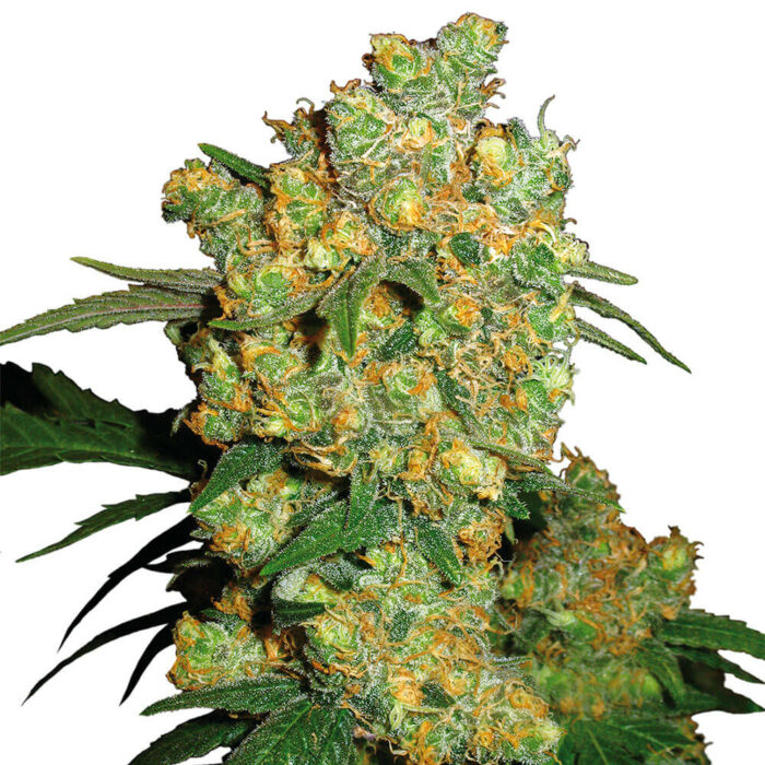 STRNG Seeds – Big Bud