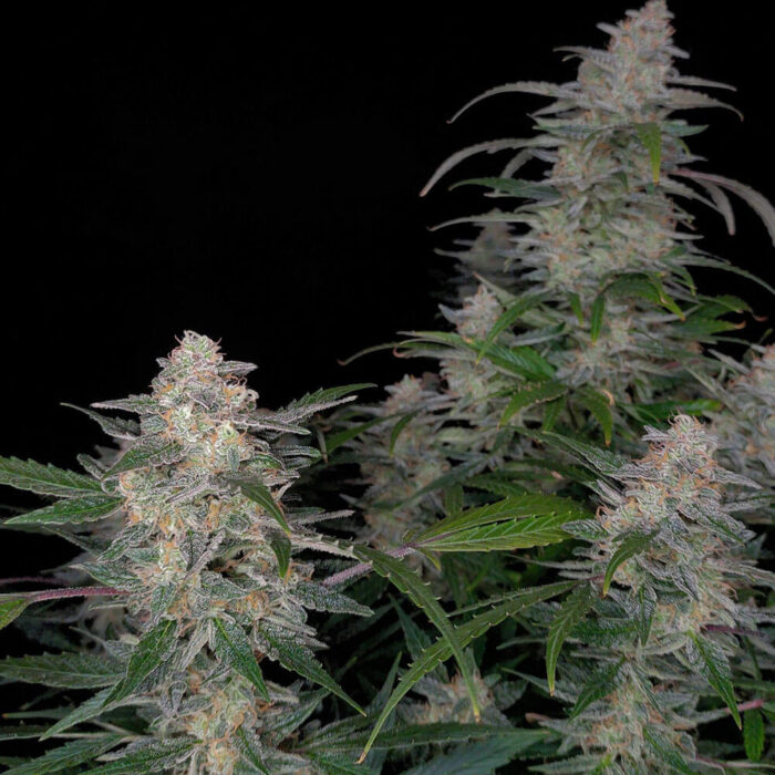 STRNG Seeds – Biscotti Auto