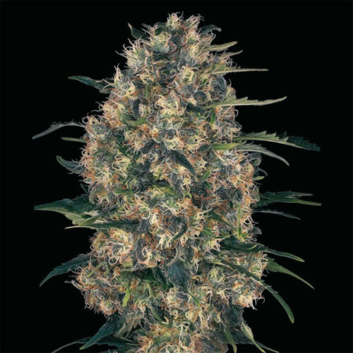 STRNG Seeds – Black Domina