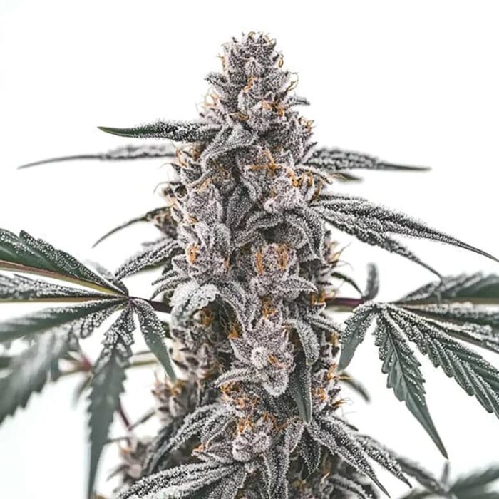 STRNG Seeds – Black Widow