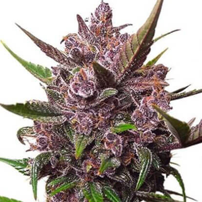 STRNG Seeds – Blackberry Kush Auto