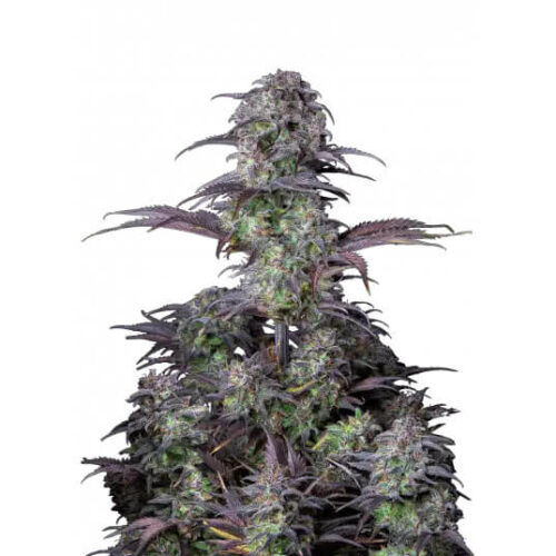 STRNG Seeds – Blueberry